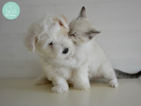 รับฝากสัตว์เลี้ยงไม่ขังกรง